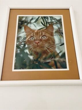 Cat Art in White Frame